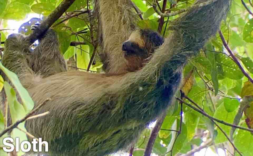 Sloth